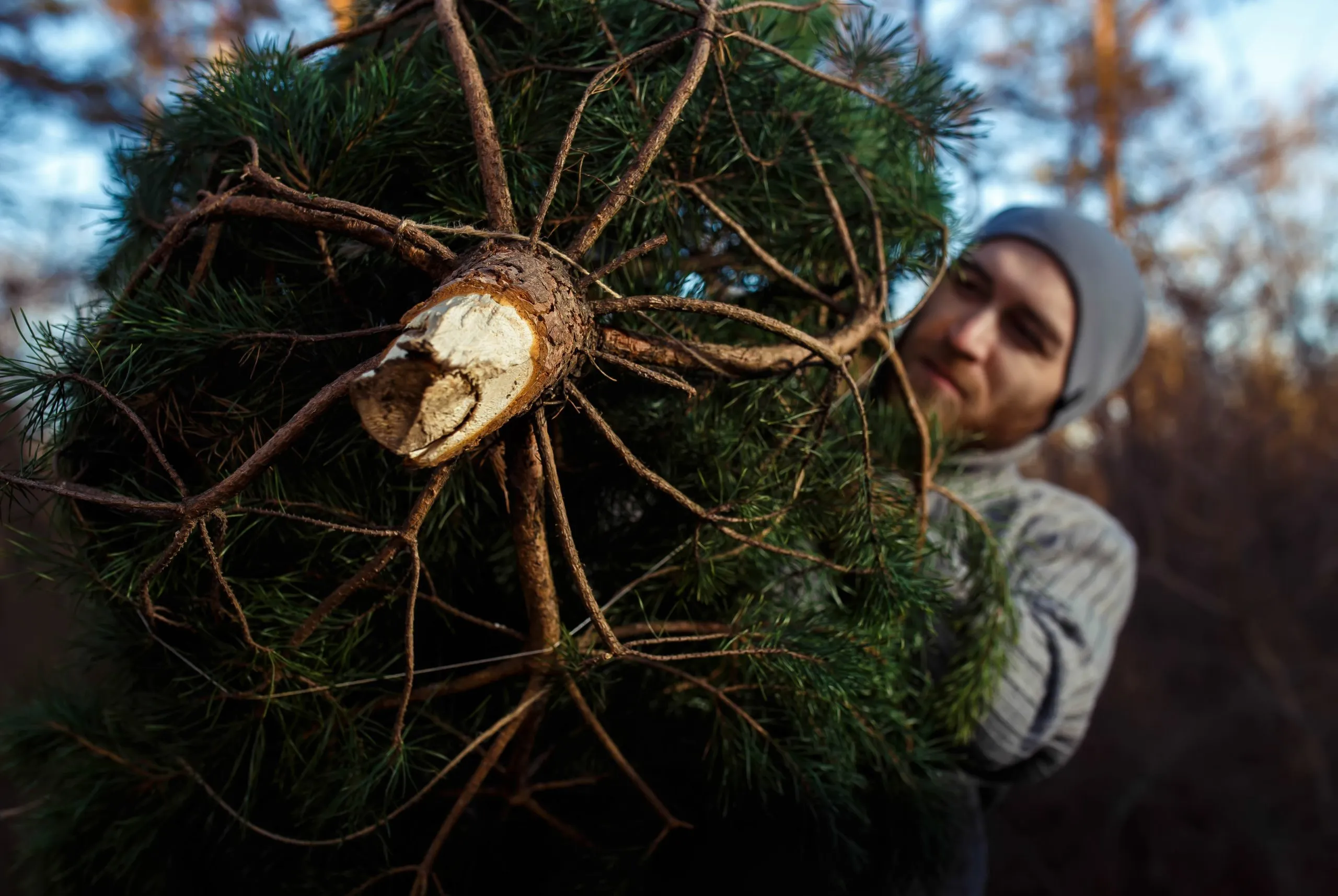 Christmas Tree Removal Service In Aloha, OR
