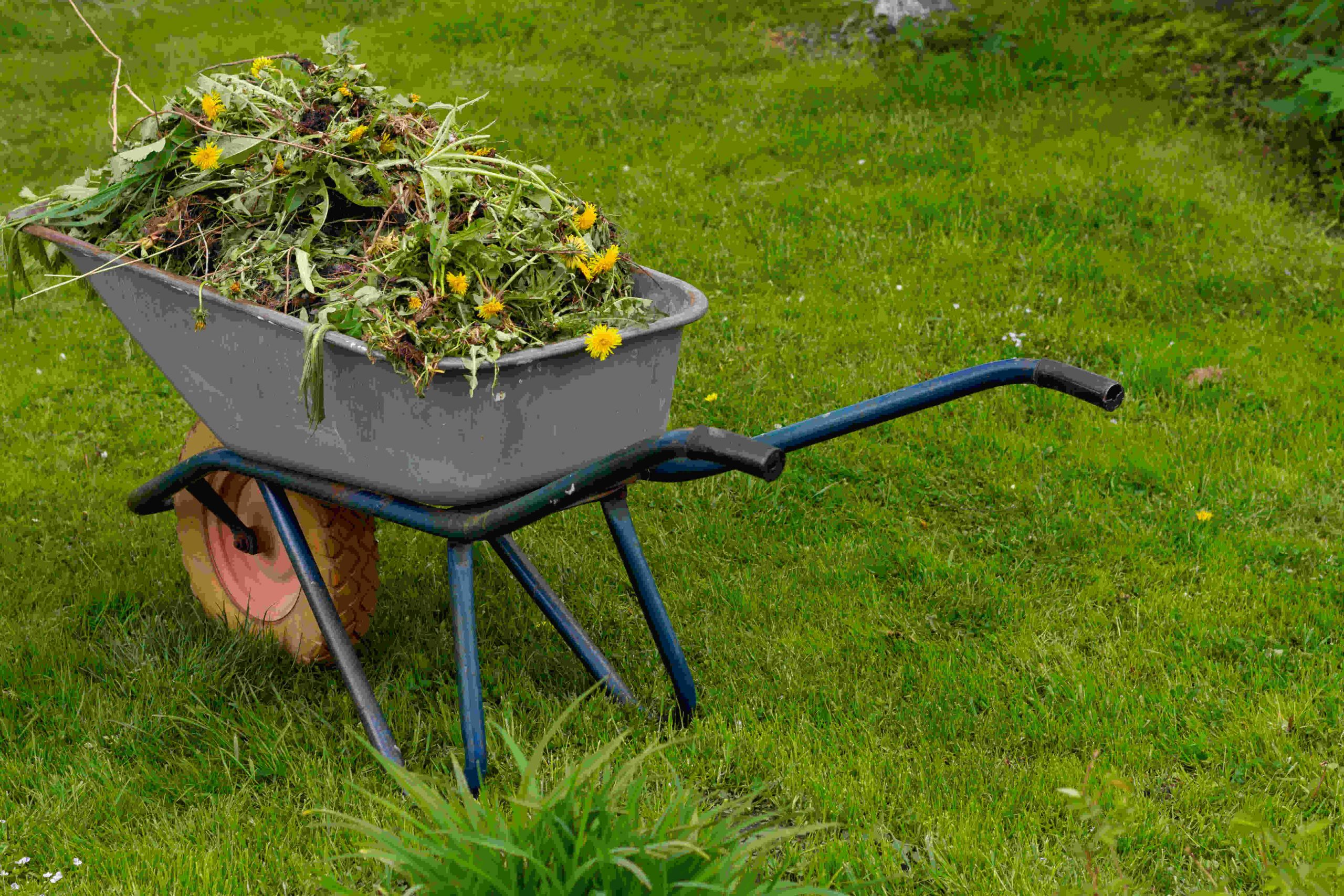 Yard Waste Pickup and Disposal Service In Aloha, OR